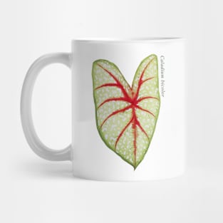 Caladium Bicolor | Plant Mug